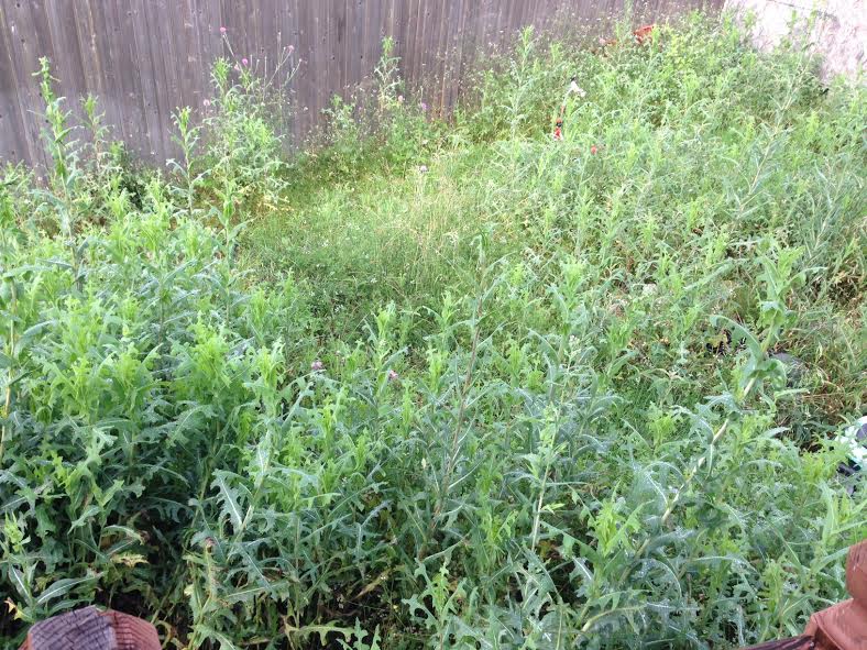 This Backyard is Why Moms Don’t Like Rain