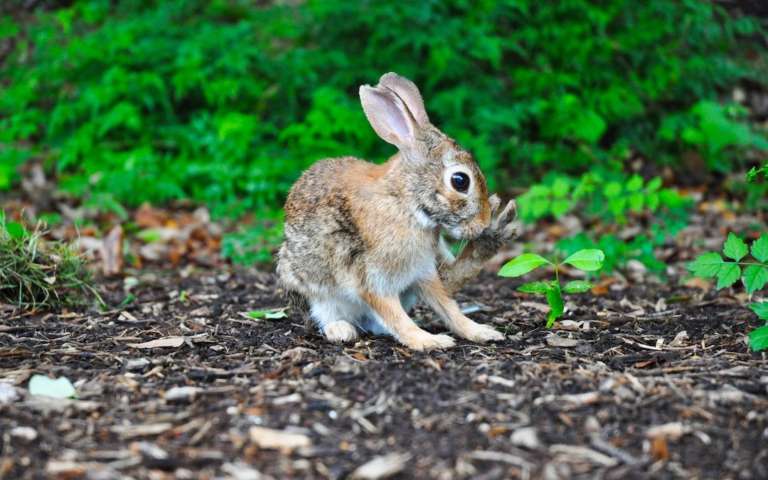 Dear Concerned Reader: I’m a Bunny, Not a Cockroach