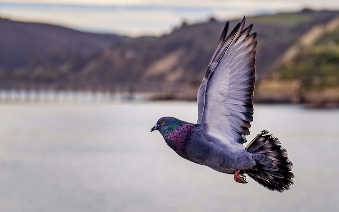 ‘I will not be a caged bird’